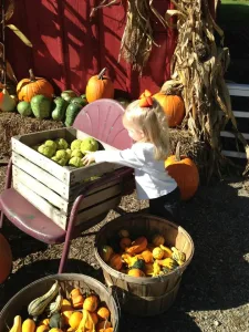 It's the Great Pumpkin, Hancock County! Find your pumpkins and more Fall Staples at these Hancock County locations! • VisitFindlay.com