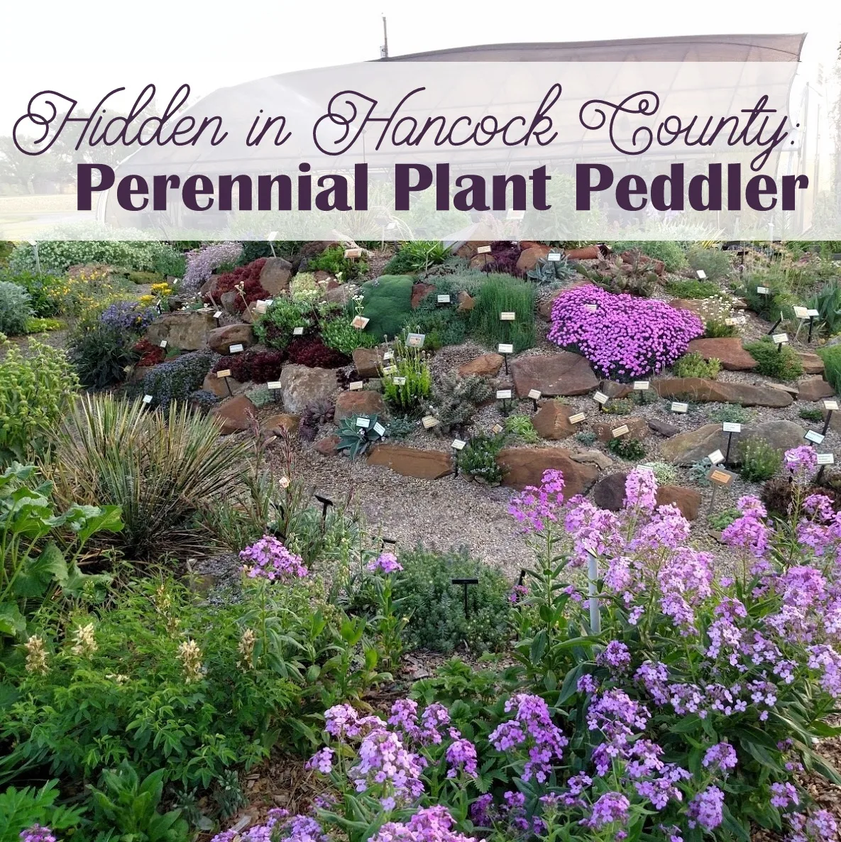 Hidden in Hancock County: Perennial Plant Peddler