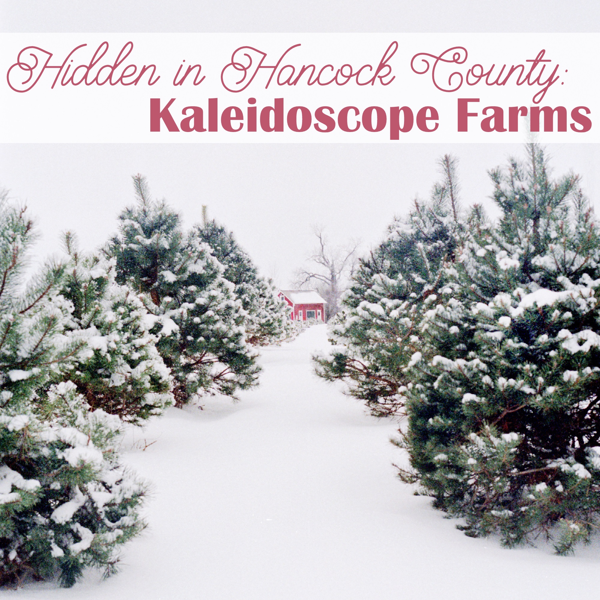 Hancock County is home to many great treasures and this month we are featuring the trees, gift shop, and more at Kaleidoscope Farms! • VisitFindlay.com