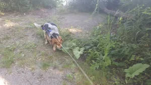 Looking for a fun spot to enjoy Findlay with your dog?  Check out Zach's experience at Oakwoods Nature Preserve!  •  VisitFindlay.com