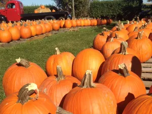 It's the Great Pumpkin, Hancock County! Find your pumpkins and more Fall Staples at these Hancock County locations! • VisitFindlay.com