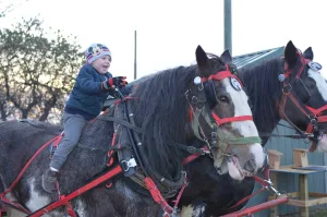 Visit Findlay Blogger Ashley shares the perfect place for holiday fun, at Kaleidoscope Farms, with Christmas trees, delicious treats, and a great gift shop! • VisitFindlay.com