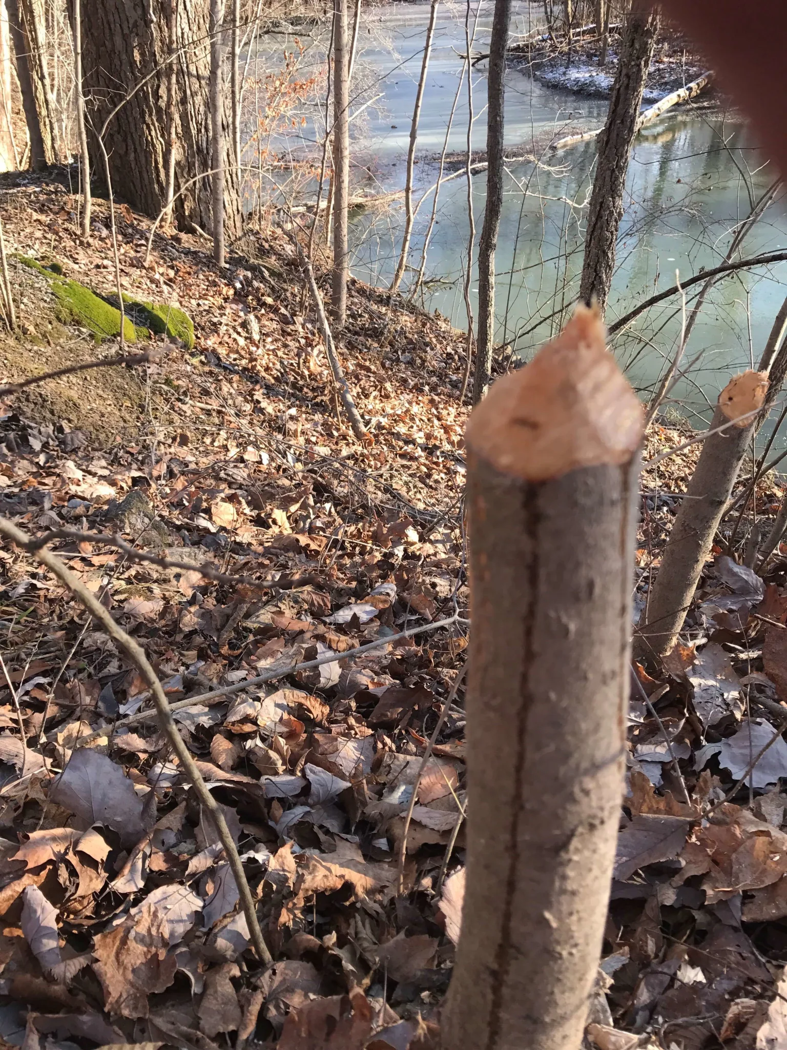 Visit Findlay Blogger Julie shares how the trails at Van Buren State Park helped her battle Cabin Fever this winter - read about her experience here! • VisitFindlay.com
