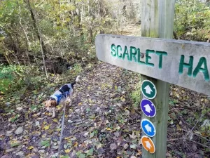 Visit Findlay Guest Blogger Zach shares his (and his dog, Franklin's) favorite Hancock County parks on his must-visit list this Fall! • VisitFindlay.com