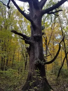 Visit Findlay Guest Blogger Zach shares his (and his dog, Franklin's) favorite Hancock County parks on his must-visit list this Fall! • VisitFindlay.com