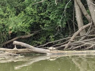 Visit Findlay blogger Sarah shares her family's experience with kayaking on the Blanchard River, perfect for a fun, family-friendly outdoor activity! • VisitFindlay.com